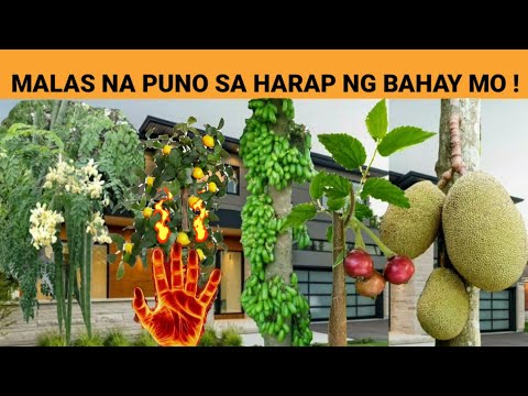 Video: Aling mga puno ang maaaring itanim malapit sa bahay at alin ang hindi: mga palatandaan ng ating mga ninuno