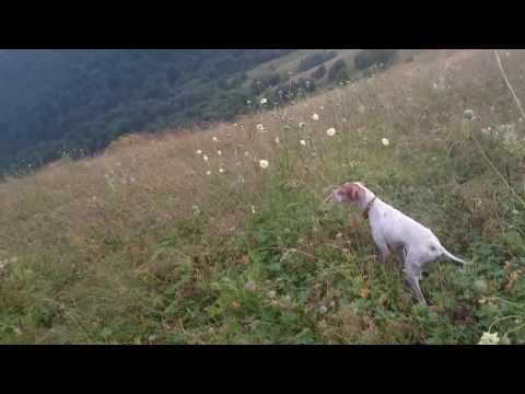 \"ალფა\"  როჭოზე მუშაობა