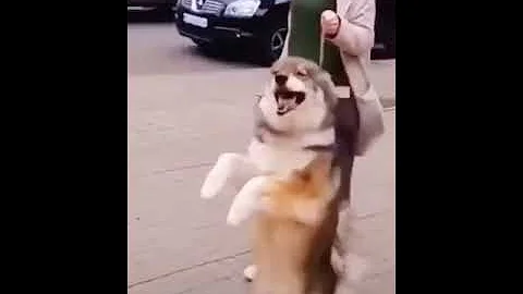Watch the video about Dog Walking Funny |#shorts| Cute & Funny Dog #Pets_Town