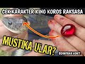 MUSTIKA ULAR KING KOROS BESAR HASIL RESCUE DI SUMUR KERAMAT? TEST KARAKTER DAN KESEHATAN KING KOROS