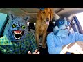 Wolf Surprises Cat & Puppy with Dancing Car Ride