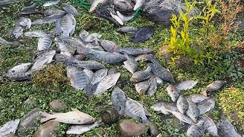 Amazing Cast Net Fishing Skill Catch Giant Fish - Awesome Traditional Net Fishing on The River