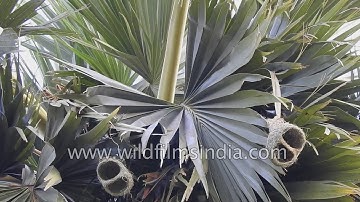 Weaver birds nest on a palm tree in India - the Baya bird of legend
