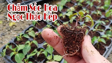 Chăm Sóc Cây Ngọc Thảo Kép Khi Cây Còn Bé