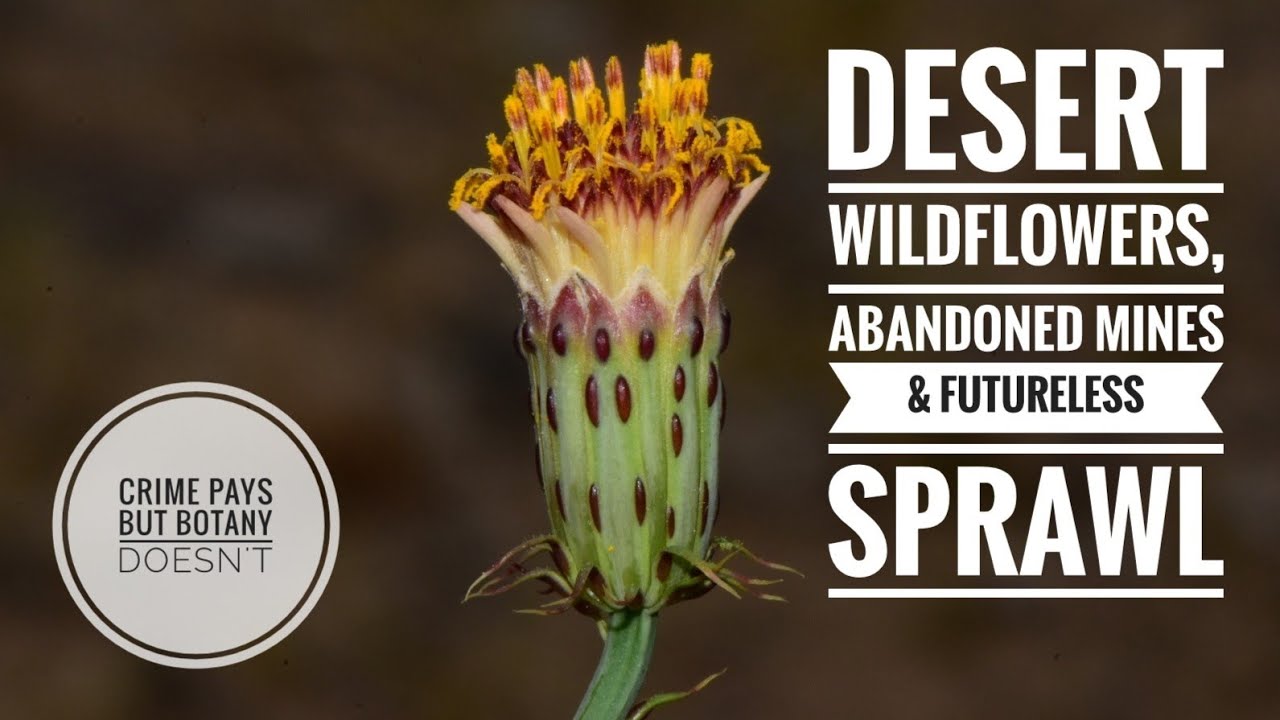 Desert Wildflowers and Futureless Sprawl