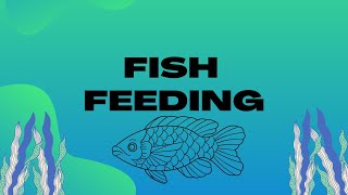 FISH FEEDING || Janette Almoro