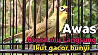 CIAK CIAK JOSS KECIAL KUNING PENUH EMOSI INI | DI JAMIN KECIAL MU LANGSUNG EMOSI IKUT GACOR BUNYI