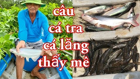 câu ngay ổ cá tra, cá lăng _câu cá ở bè vèo cá ăn quá mạnh và cái kết