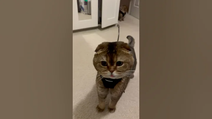 Watch the video about #munchkin #cat#catlover #silly #funny #cuteanimal #kitten #scottishfold #shorts #cutecat#cute #humor