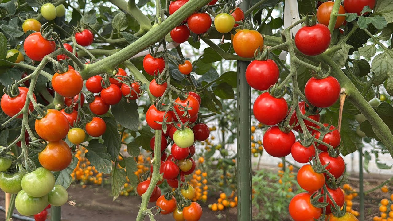 トマトの花が咲いても実らない時はコレやると収穫量が増えます！【トマト栽培】25/7/5
