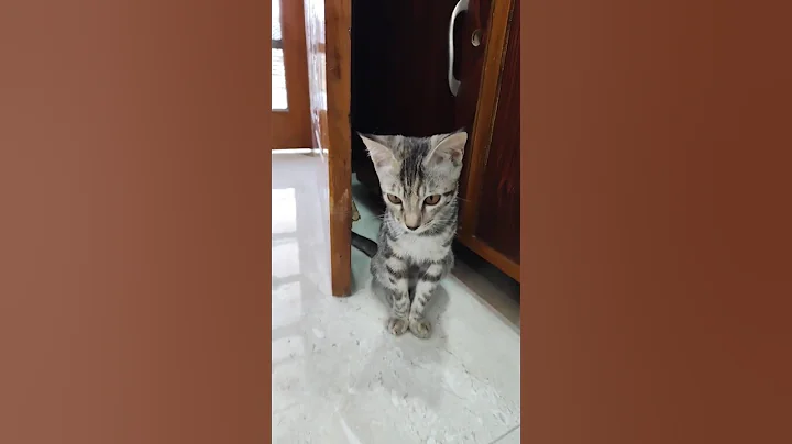 Video 11257591: tabby cat persian, persiancat cat love