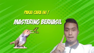 TRIK JITU! Cara Pemasteran Burung Prenjak Yang Benar | Masteran Prenjak GACOR