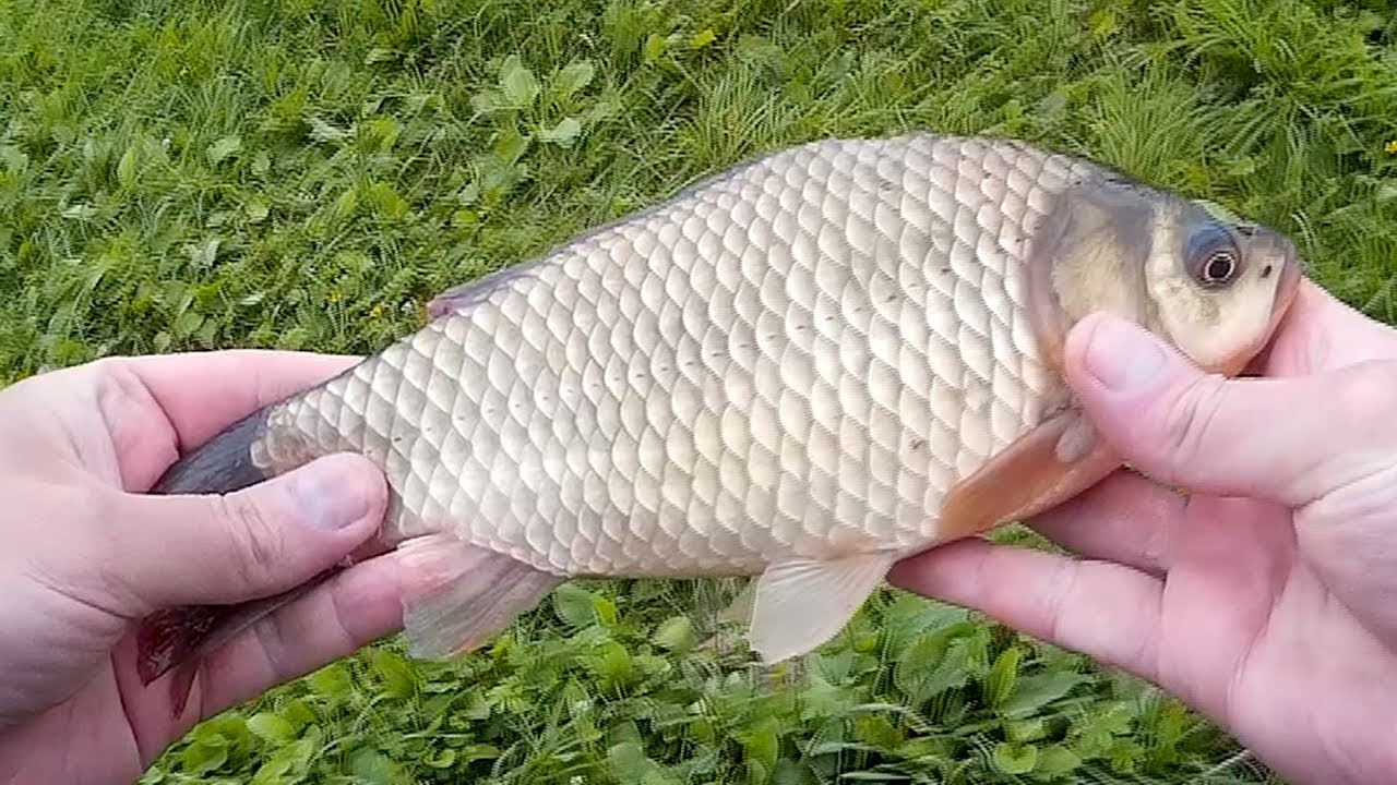 карась весной на удочку. рыбалка на карася. большой карась ночью. удочка на карася. ловля карпа.