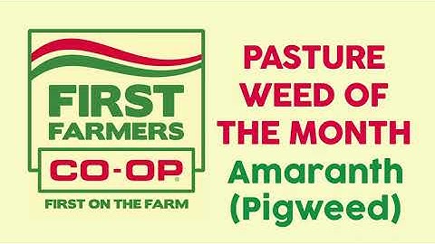 Pasture Weed of the Month- Amaranth (Pigweed)
