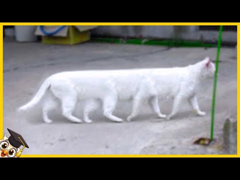 Video: Paar-Fotografien 2 Jahre süße Katze, die ihre Abendessen schleicht