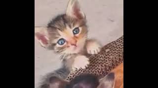 萌竉的迷思62 猫咪日常#funny #搞笑 #幽默 #cat #人生 #喵喵 #喵星人 #cute#反應#迷思 #搞笑 #幽默#小奶猫