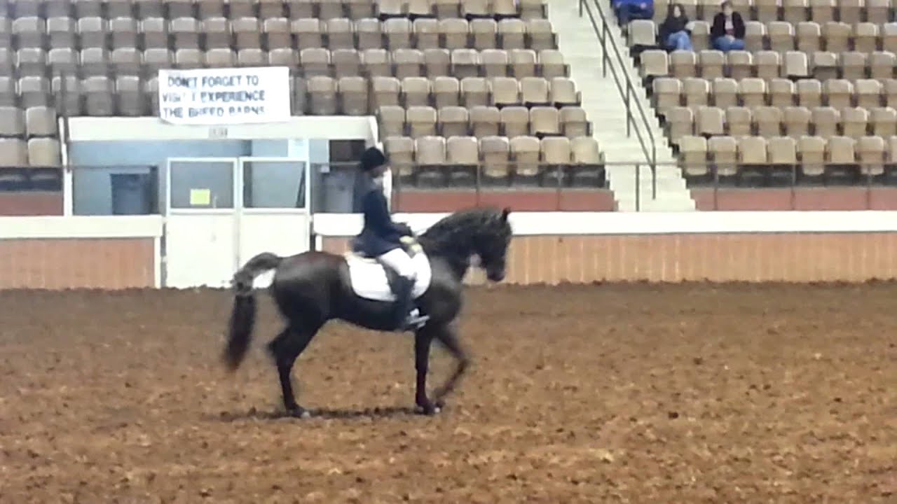 Alabama Morgan Horse Club breed demo at Alabama Horse Fair 2014
