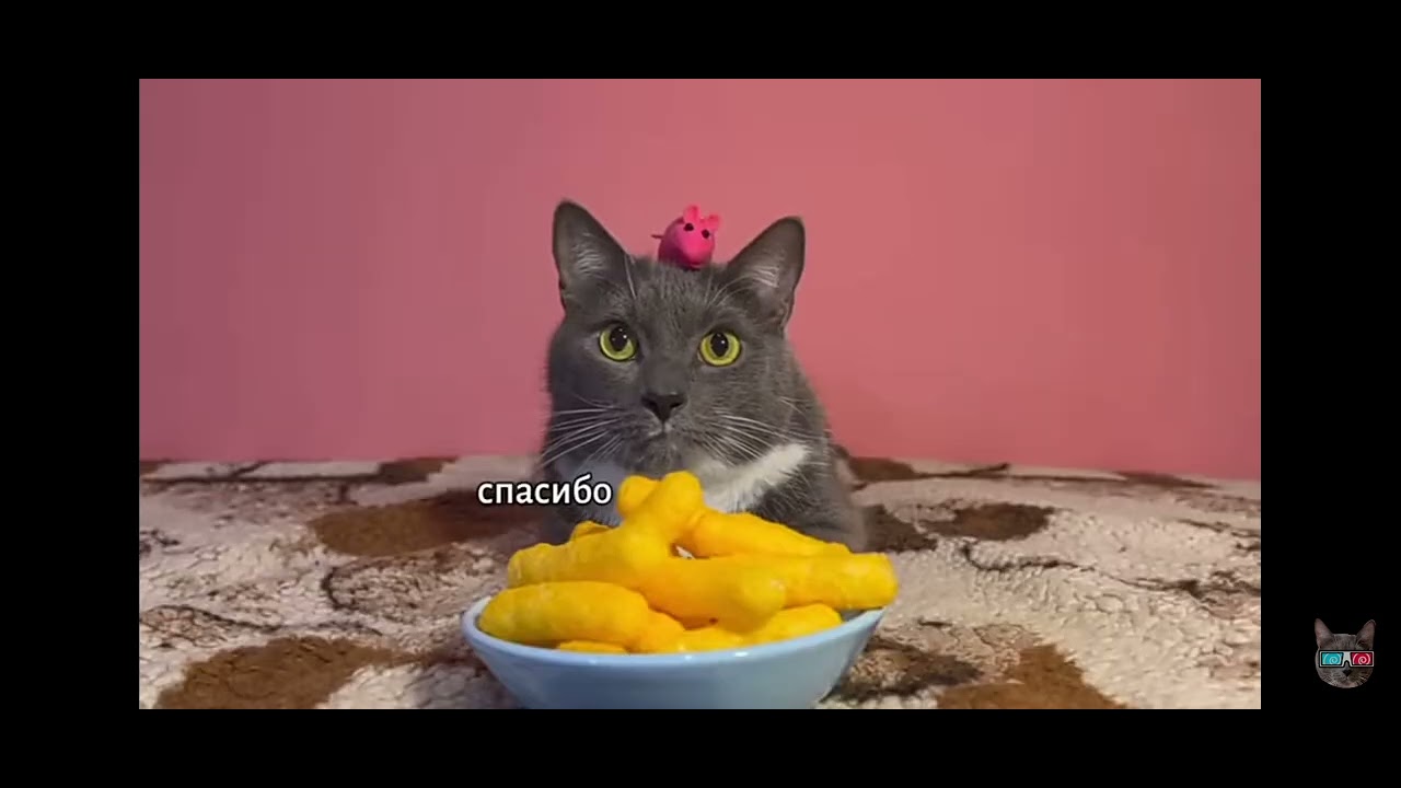 Канал котинет