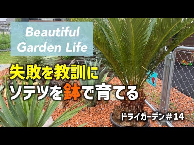 ソテツ【失敗を教訓に鉢で育てる】 - YouTube