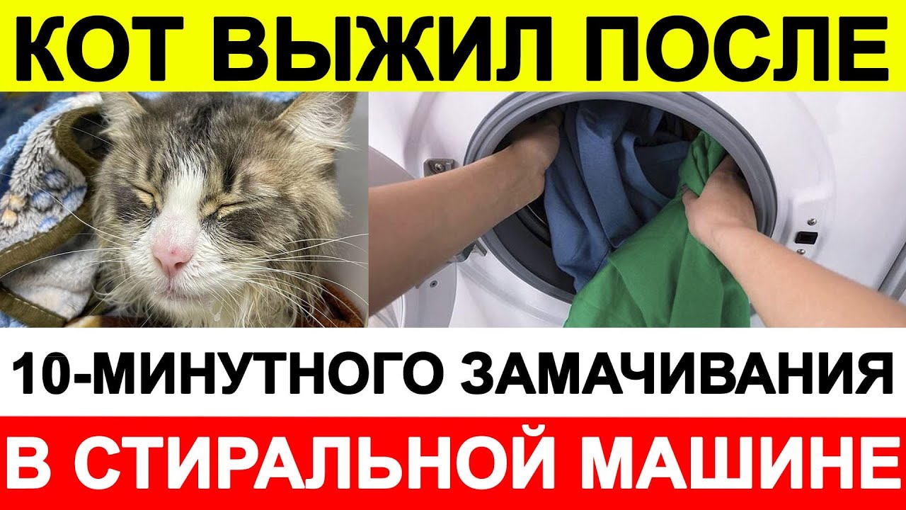 Кот выжил после 10-минутного замачивания в стиральной машине - YouTube