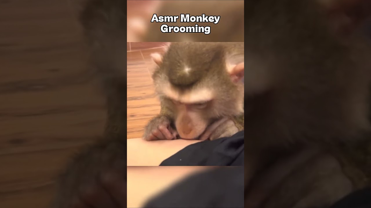 Monkey grooming ASMR