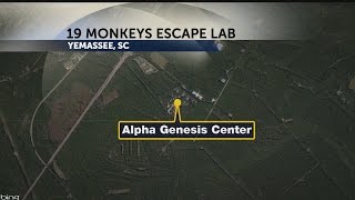 19 monkeys escape lab