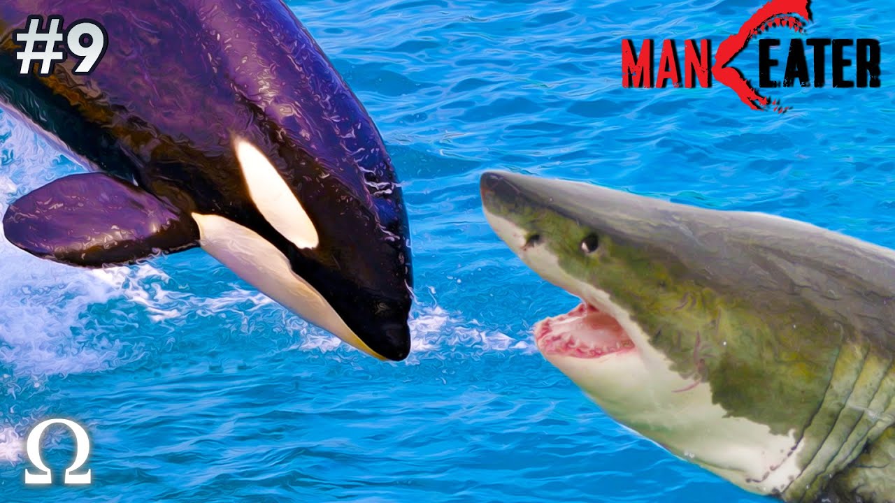 SHARKS&WHALES REAPED BY MAN 北欧メロハー,AOR Sharks & Whales