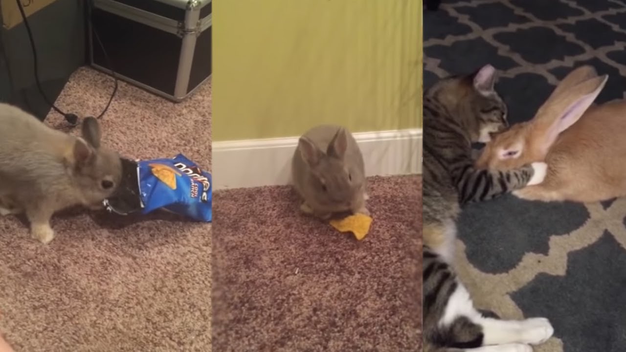 Naughty & Beautiful Bunny Eat Pallets Like Thief 😁