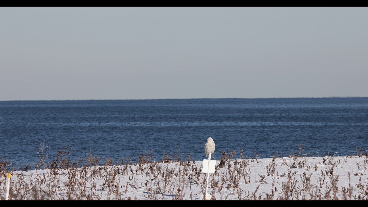 Watch a Snowy Owl on the beach in New Jersey Canon R5