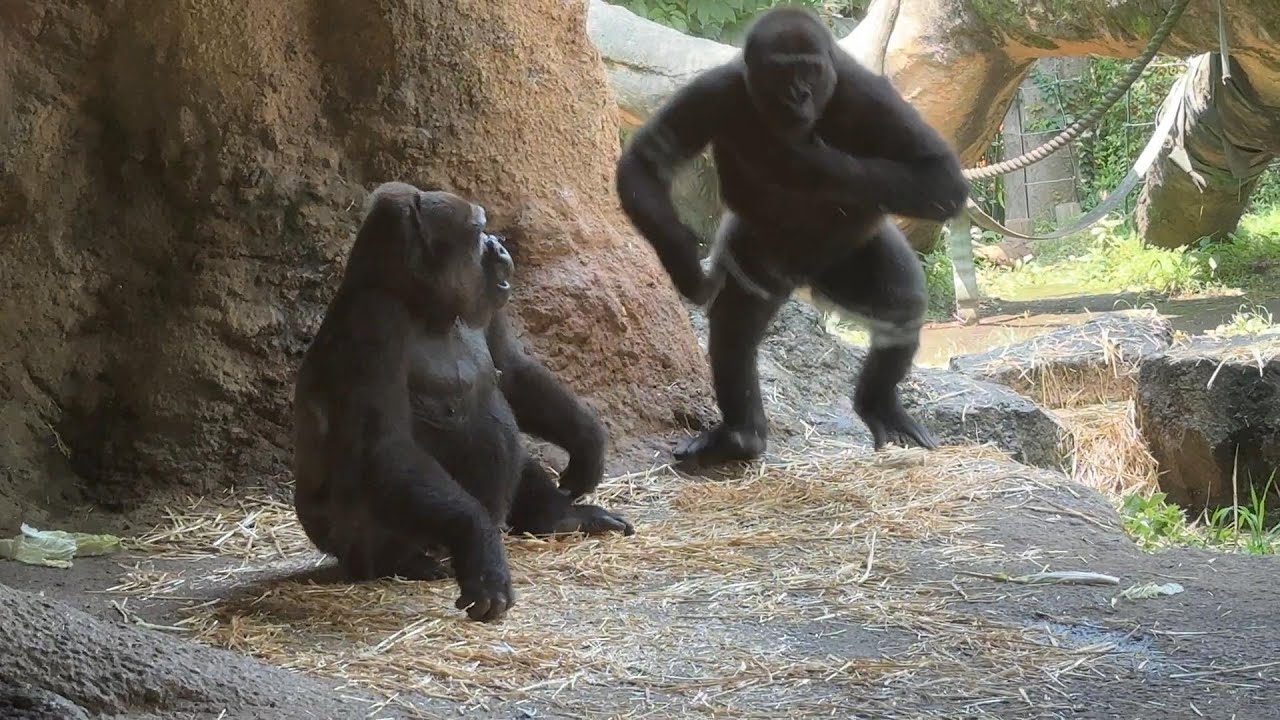 gorilla 母親にジャンプしながらドラミングするリキ 【2024年7月7日】【上野動物園】ゴリラ💓Riki drumming while ...