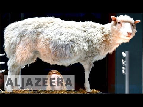 Video: Dolly The Sheep Twenty Years Later: How The Most Successful Genetic Experiment Was Conducted - Alternative View