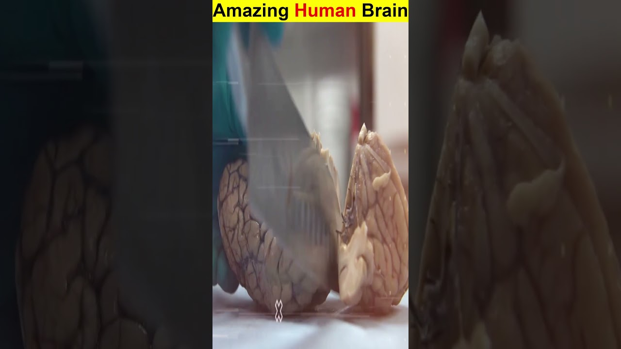 Amazing facts about human brain