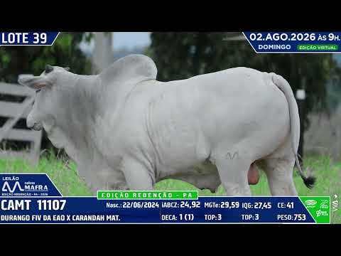 LOTE 39