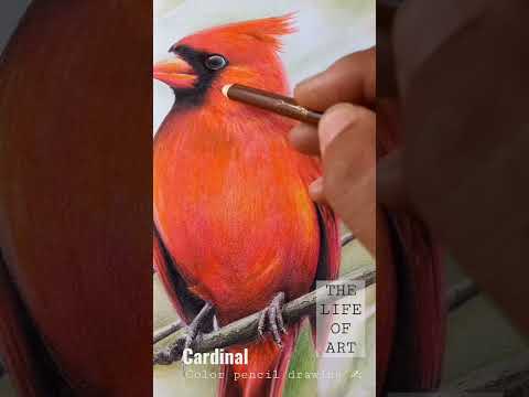Color pencil drawing