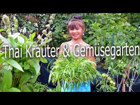 Video: Was sind asiatische Kräuter - wie man asiatische Kräuterpflanzen anbaut