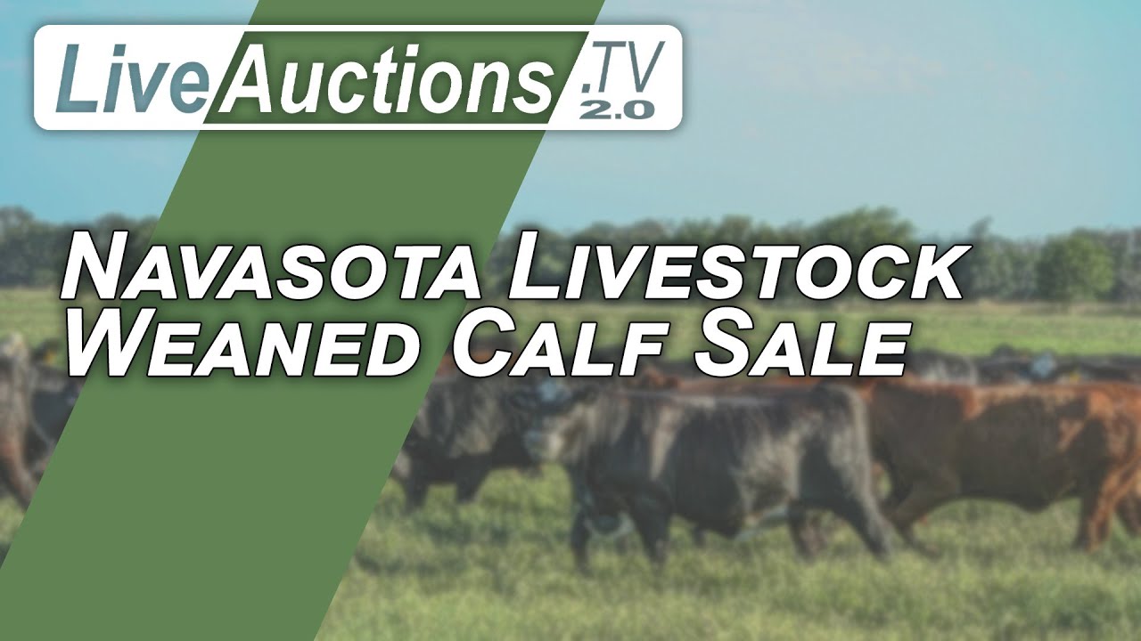 Navasota Livestock Weaned Calf Sale YouTube