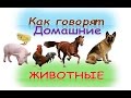 Развивающие видео для детей. Учим  домашних  животных и их звуки. Голоса животных .Мультик для детей