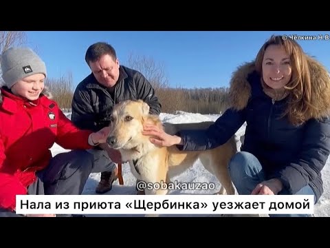 Нала из приюта «Щербинка» уехала домой! Проект Собака Юзао