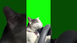 Cat Driving Car | Green Screen Template