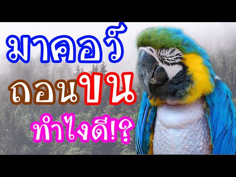 วีดีโอ: ทำไมนกแก้วถึงถอนขน?