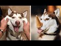 Funny And Cute Husky Puppies Compilation #3