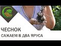 Двухъярусная посадка чеснока на земляничные грядки