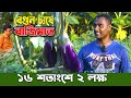 বেগুন চাষ। প্রবাসী ভাইয়ের বাজিমাত করা হাজারী জাতের বেগুন চাষ। ৭ হাজার টাকার খরচে ২ লক্ষ টাকা