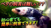Dancing Fish ベタの求愛ダンス Be My Love Youtube