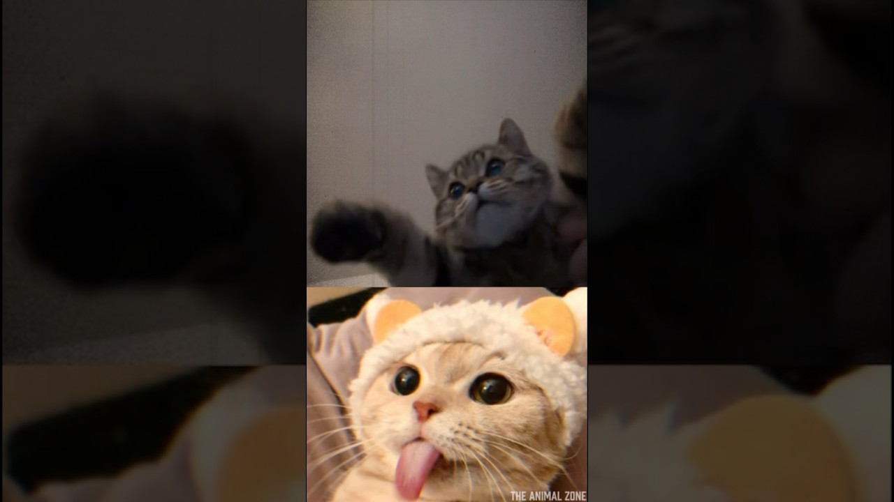 Epic cat showdown: who will win? 🐾🏆 