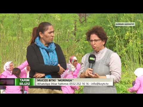 Video: Moringa Mucize Ağacı: Yaşam Boyu Moringa Ağaçları Büyütmek
