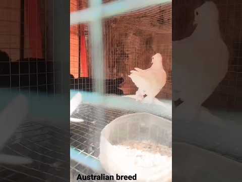 Australian🕊️ boobs🕊️