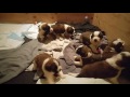 17 day old Saint Bernard puppies