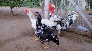 alimentando as galinhas, pavões, Angolas e galinhas garnizes