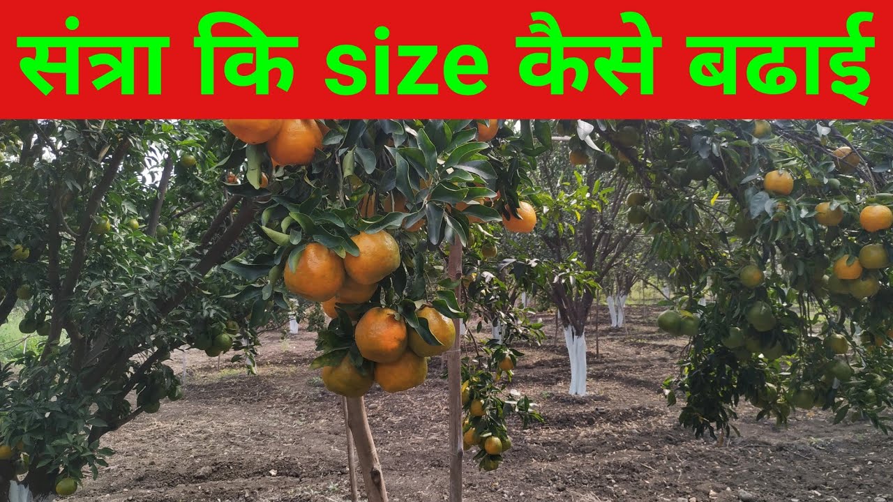 Santra Size Fertilizer  orange fertilizer dose  orange ki size kaise badhaye  santra khat niyojan